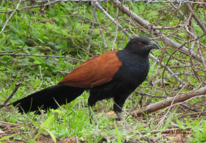 Greater Coucal 30 May 16