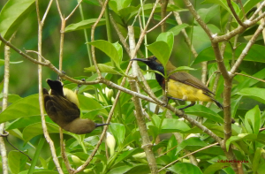 Olive Backed Sunbird 6 Aug-16-8